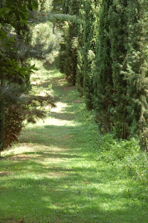 La Vecchia Quercia Bed & Breakfast Selci  Dış mekan fotoğraf